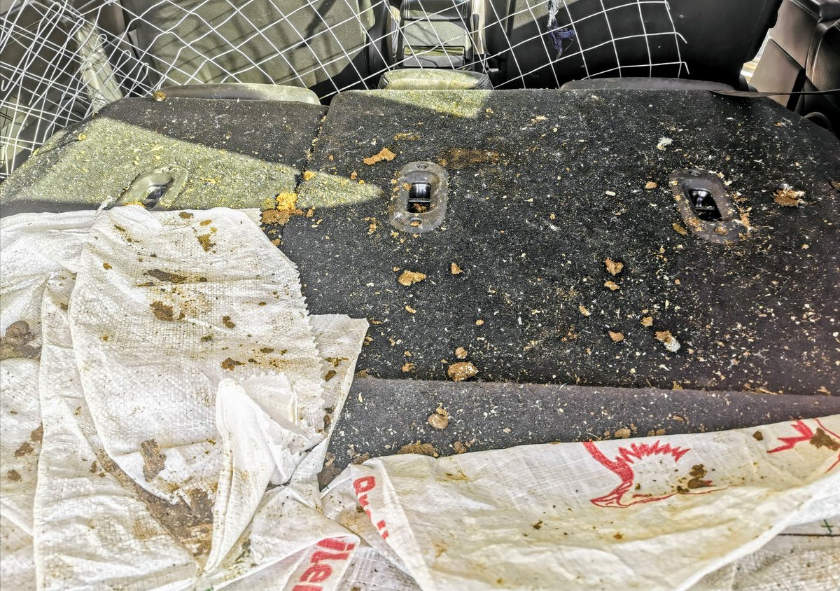 ydb_ZN's tweet image. Being A Small Scale Farmer Means &quot;Use What You Have To Get The Desired Goal&quot; Than Eventually Invest Back And Grow Your Business. No Bakkie But The Goal Was Met. Target Was 100 Chickens Yesterday And We Did 120 Units. ☑️ Eventually We Will Get The Bakkie! #farming #ILoveFarming