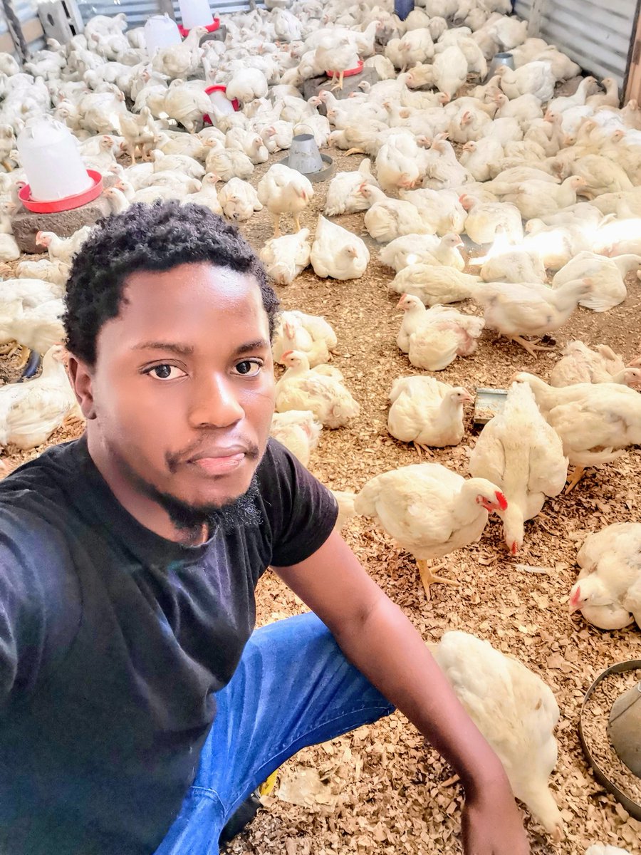 ydb_ZN's tweet image. Being A Small Scale Farmer Means &quot;Use What You Have To Get The Desired Goal&quot; Than Eventually Invest Back And Grow Your Business. No Bakkie But The Goal Was Met. Target Was 100 Chickens Yesterday And We Did 120 Units. ☑️ Eventually We Will Get The Bakkie! #farming #ILoveFarming