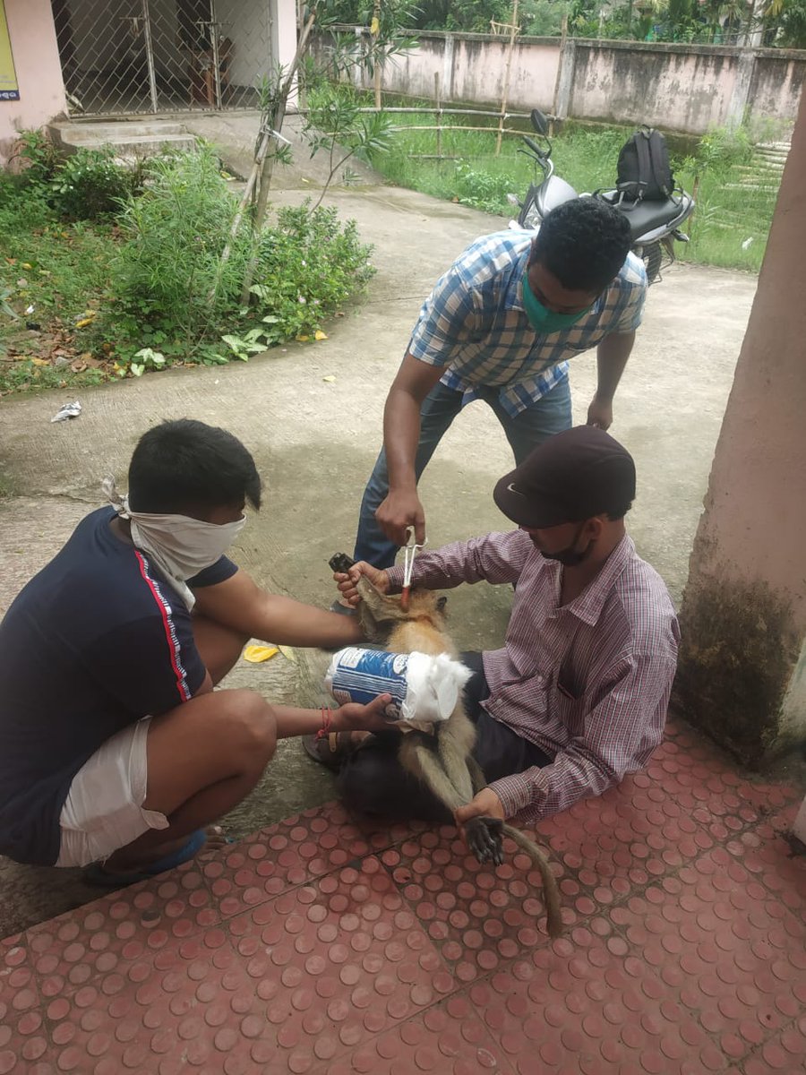 HelpingHandOrg6's tweet photo. At Our Bhograi HHO Branch Our Head Members @shubhasishjenaa Got A Rescue Call Regarding An Accident Of Baby Monkey On The Road Side.He Was Badly Injured &amp; Was Inactive.Immediately HHO BHOGRAI Gave A Little FirstAid &amp; Took The Monkey To The Hospital! https://t.co/GbfJv55qye