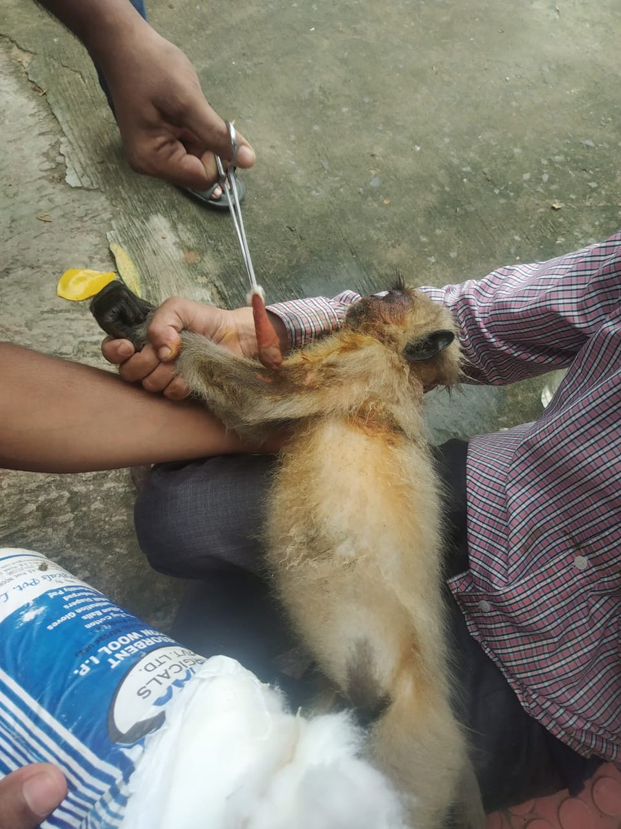 HelpingHandOrg6's tweet photo. At Our Bhograi HHO Branch Our Head Members @shubhasishjenaa Got A Rescue Call Regarding An Accident Of Baby Monkey On The Road Side.He Was Badly Injured &amp; Was Inactive.Immediately HHO BHOGRAI Gave A Little FirstAid &amp; Took The Monkey To The Hospital! https://t.co/GbfJv55qye