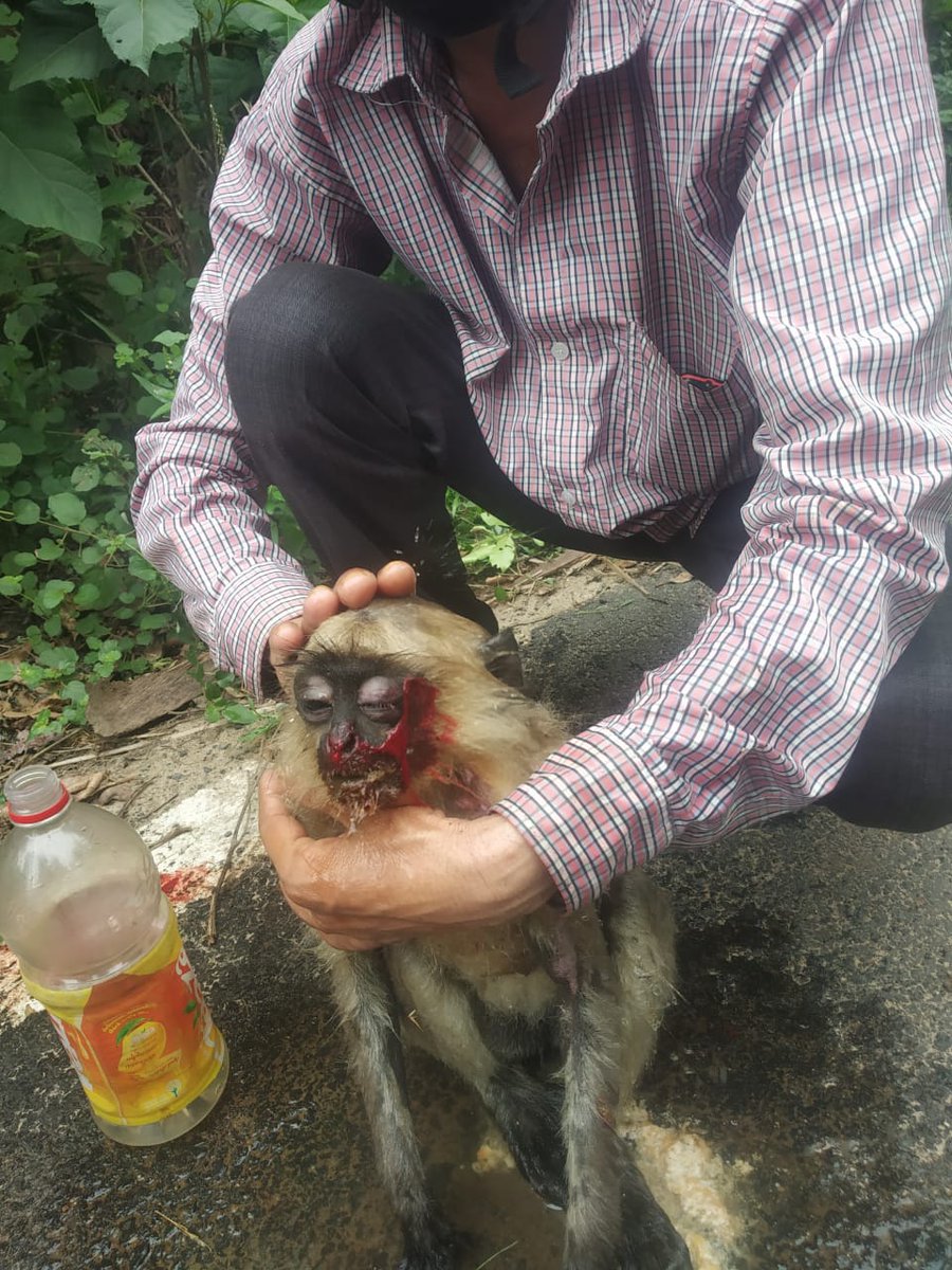 HelpingHandOrg6's tweet photo. At Our Bhograi HHO Branch Our Head Members @shubhasishjenaa Got A Rescue Call Regarding An Accident Of Baby Monkey On The Road Side.He Was Badly Injured &amp; Was Inactive.Immediately HHO BHOGRAI Gave A Little FirstAid &amp; Took The Monkey To The Hospital! https://t.co/GbfJv55qye