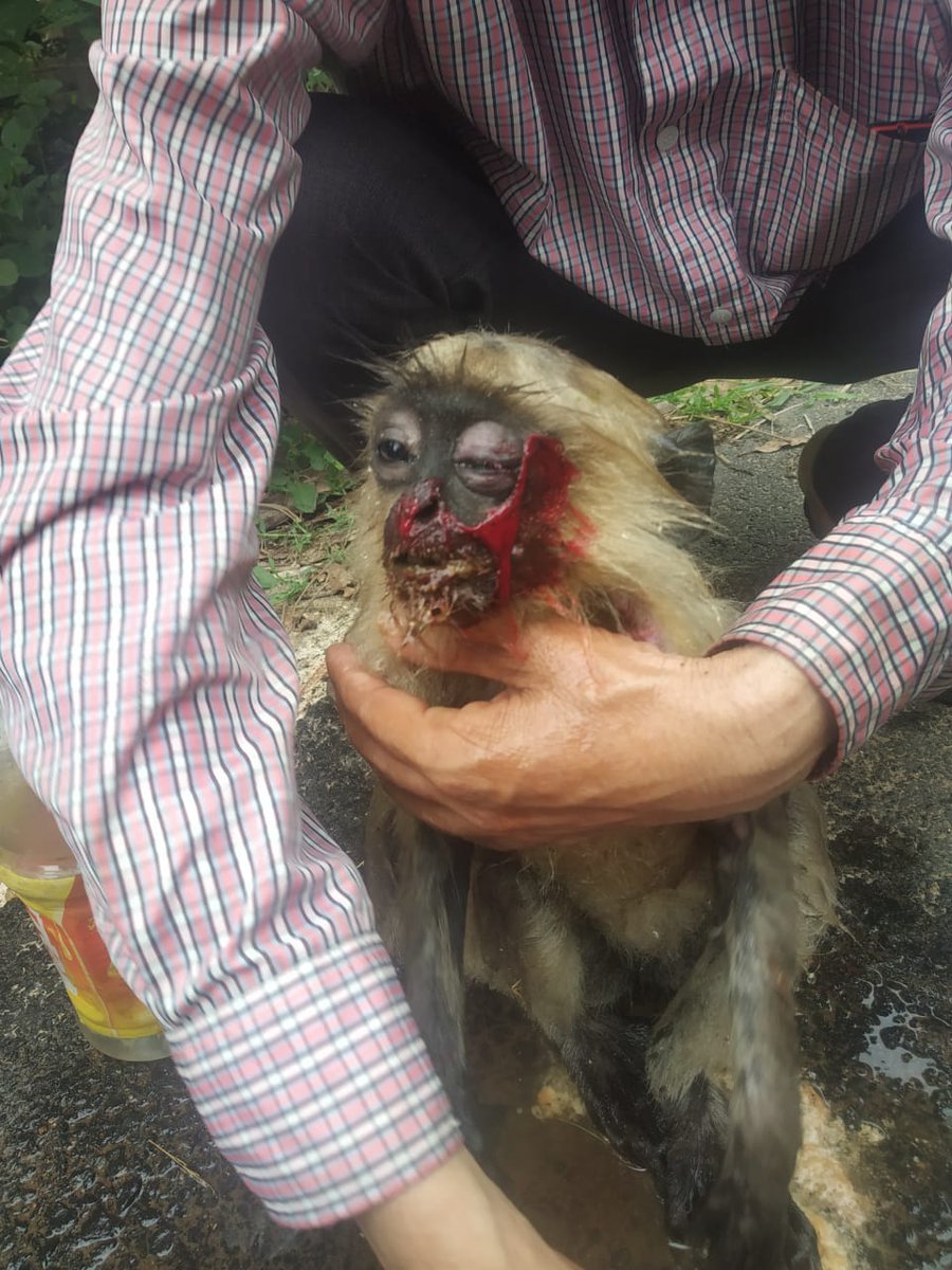 HelpingHandOrg6's tweet photo. At Our Bhograi HHO Branch Our Head Members @shubhasishjenaa Got A Rescue Call Regarding An Accident Of Baby Monkey On The Road Side.He Was Badly Injured &amp; Was Inactive.Immediately HHO BHOGRAI Gave A Little FirstAid &amp; Took The Monkey To The Hospital! https://t.co/GbfJv55qye
