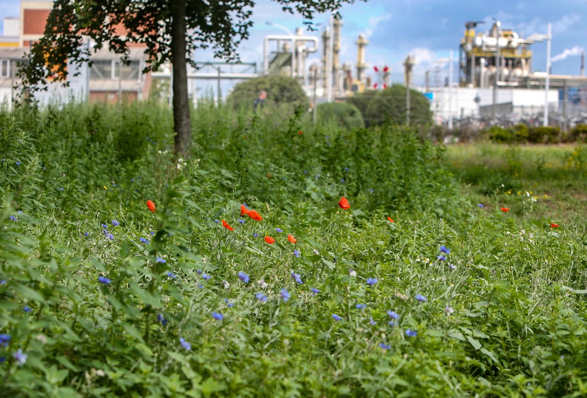 chemieparkmarl's tweet photo. Im Frühjahr haben wir vor den #Creavis-Gebäuden unserer Forschungseinheit am Lipper Weg einen Blühstreifen angelegt - wo zu diesem Zeitpunkt vor allem triste Erde zu sehen war, blüht und gedeiht jetzt eine bunte Wiese. #Evonik @NABU_NRW @kreis_re https://t.co/XJ1gkcGn50