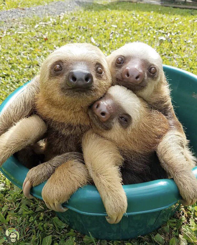 Teddington Harbour (@tw11harbour) on Twitter photo Another two rope pulls sold just now !!! That’s another £16 for the injured and orphaned sloths 🦥 at <a href="/ToucanRescue/">Toucan Rescue Ranch</a>, we are at £48 now, I will add £2 myself to make it £50 and will transfer it over when I get home later 👍🏻 I’m going to need to make some more soon ! #Teddington Another two rope pulls sold just now !!! That’s another £16 for the injured and orphaned sloths 🦥 at <a href="/ToucanRescue/">Toucan Rescue Ranch</a>, we are at £48 now, I will add £2 myself to make it £50 and will transfer it over when I get home later 👍🏻 I’m going to need to make some more soon ! #Teddington