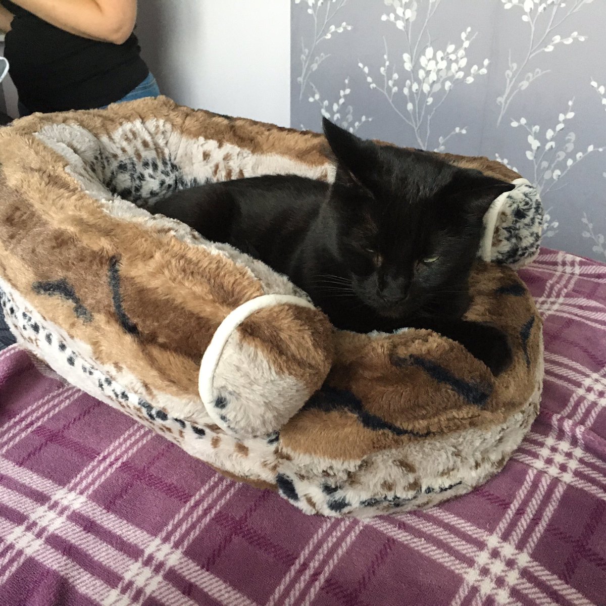 Levaz87's tweet photo. @kittydevine123 Bought my fur baby his own sofa 😂 https://t.co/QfH7lMDqiI