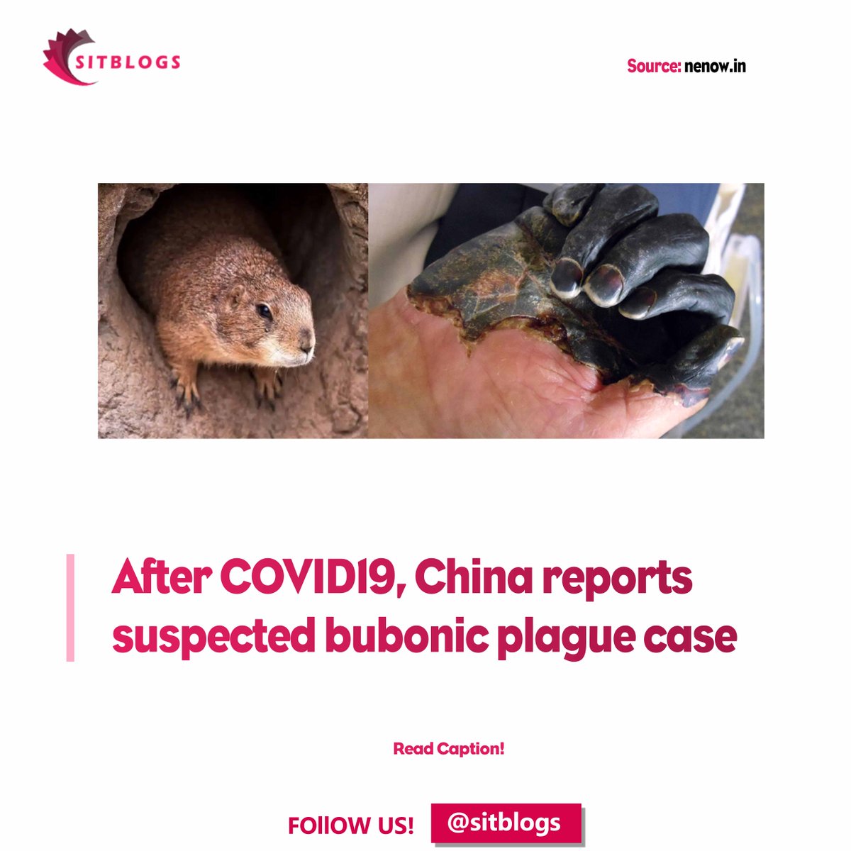 sitblogs's tweet photo. At a time when the entire world is fighting against COVID19 pandemic, one suspected case of bubonic plague has been reported by a hospital in northern China’s Inner Mongolia.

Follow  @sitblogs 💚

#trendingnews #sitblogs #somethingistrending https://t.co/Q8X4lIEuNZ