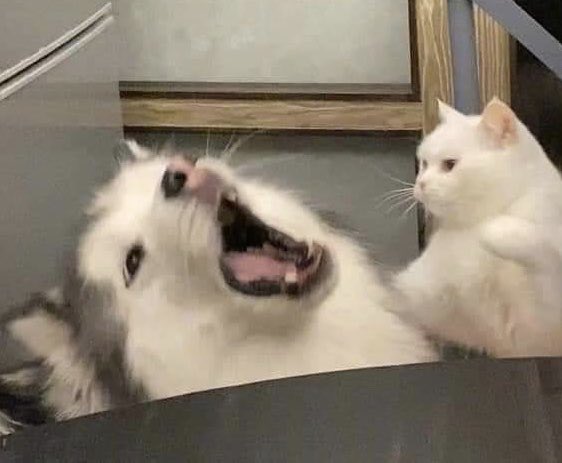 정재현 모에화봇 (@0214jh2) on Twitter photo 