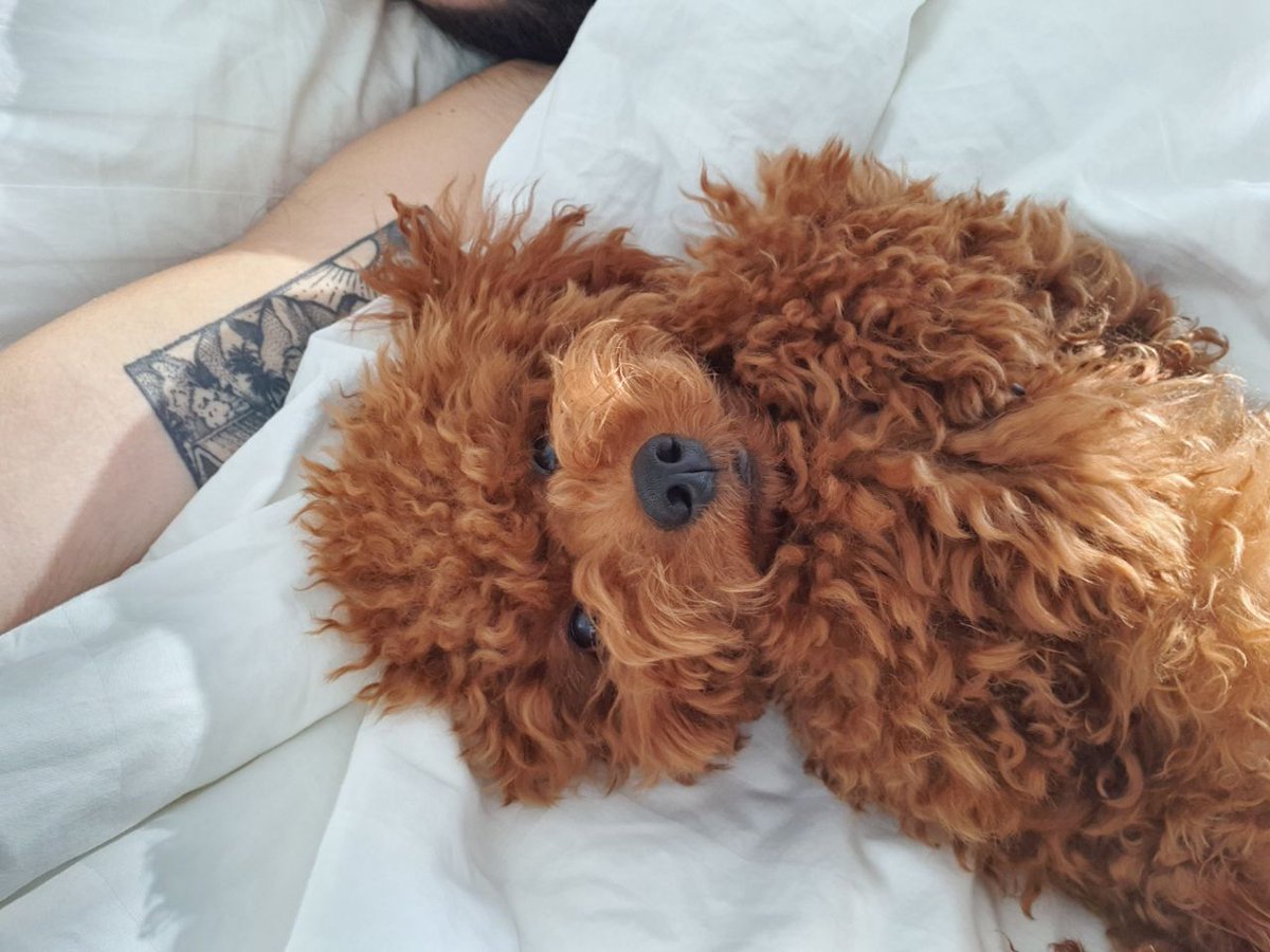 WalletAntoine1's tweet photo. A quick sum up of Q1 & Q2 2020:
- Totally shifted my career and got my first job in #Crypto
- Joined the @OKEx #OKExBeacon Program with @JayHao8
- Improved my trading skills with a 6,2% ROI
- Adopted the cutest but dumbest dog ever with @emrosedallara ⤵️ https://t.co/owMnTuo1yb