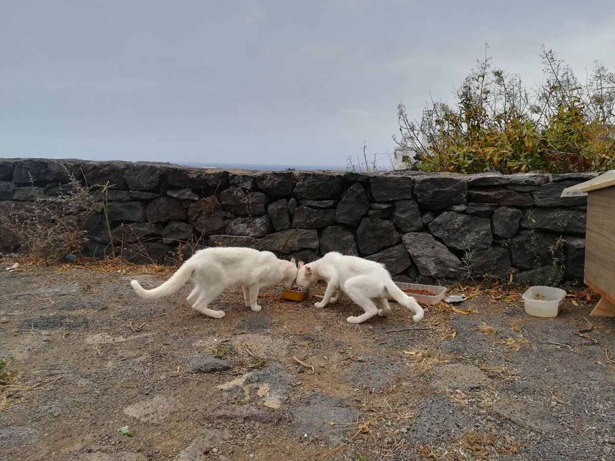 Sal24716804's tweet photo. A @PrensaGarachico: En el mirador de El Guincho, núcleo urbano del Ayto de Garachico, se encuentran estos 3 gatos en condiciones lamentables, famélicos, y 2 de ellos con las orejas enfermas. Los amimales ferales son responsabilidad del Ayto. Por favor atiendan a estos gatos https://t.co/KMotdUcLiT