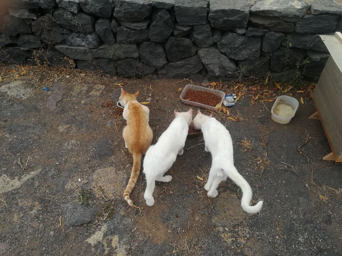 Sal24716804's tweet photo. A @PrensaGarachico: En el mirador de El Guincho, núcleo urbano del Ayto de Garachico, se encuentran estos 3 gatos en condiciones lamentables, famélicos, y 2 de ellos con las orejas enfermas. Los amimales ferales son responsabilidad del Ayto. Por favor atiendan a estos gatos https://t.co/KMotdUcLiT
