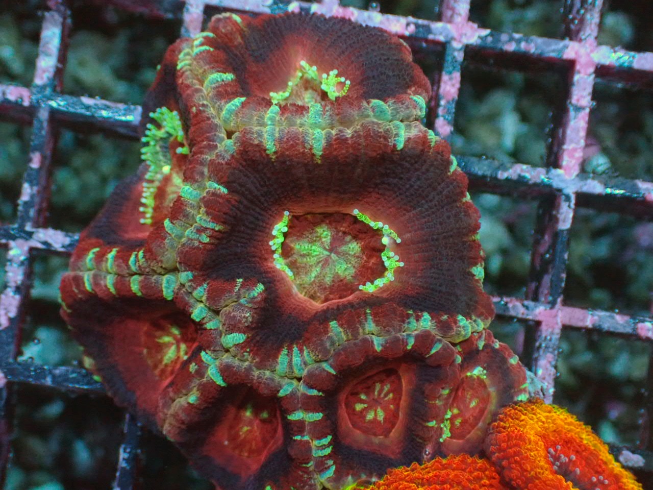 Coralmonster カクオオトゲキクメイシ どれも長期飼育個体なのでぷっくぷく 見えない部分に子株がみっちり T Co Pxpzngvgbe Twitter