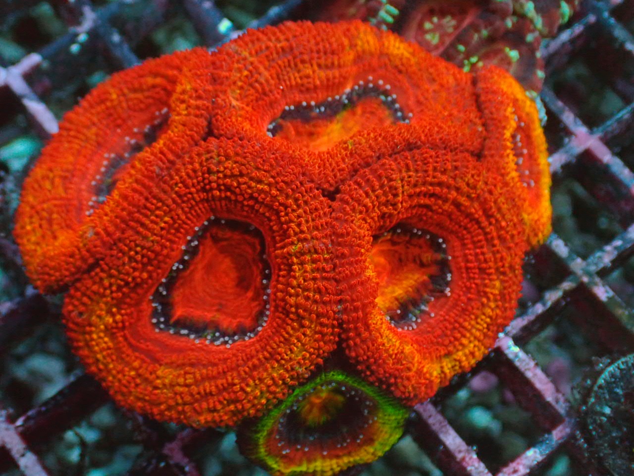 Coralmonster カクオオトゲキクメイシ どれも長期飼育個体なのでぷっくぷく 見えない部分に子株がみっちり T Co Pxpzngvgbe Twitter