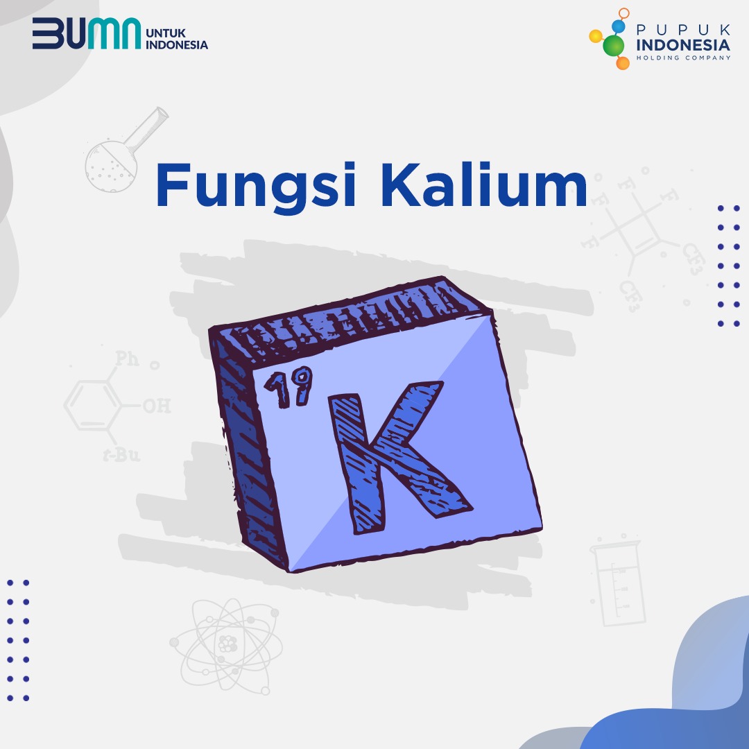 Pt Pupuk Indonesia On Twitter Dalam Tabel Periodik Kalium Memiliki Lambang K Dan Nomor Atom 19 Sebagai Salah Satu Unsur Hara Makro Primer Ada Beberapa Fungsi Dan Manfaat Kalium Untuk Tanaman Diantaranya Pt Pupuk Indonesia On Twitter Dalam Tabel Periodik Kalium Memiliki Lambang K Dan Nomor Atom 19 Sebagai Salah Satu Unsur Hara Makro Primer Ada Beberapa Fungsi Dan Manfaat Kalium Untuk Tanaman Diantaranya