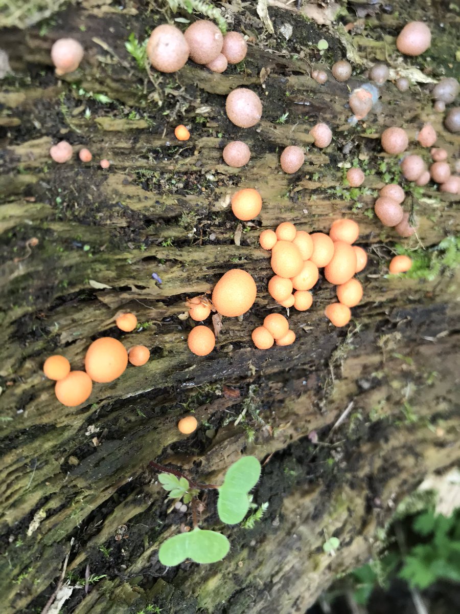 TheWorcsGarden's tweet photo. Spotted this morning...๐ค
#Lycogalaepidendrum, commonly known as #wolfsmilk, #groeningsslime a #SlimeMould
A cosmopolitan species of #myxogastrid #amoeba which is often mistaken for a #fungus
#RottingWood #ShadyCorner #Pembrokeshire #Funghi #NotAFunghi #ThePembrokeshireGarden https://t.co/VJHCMxJueJ