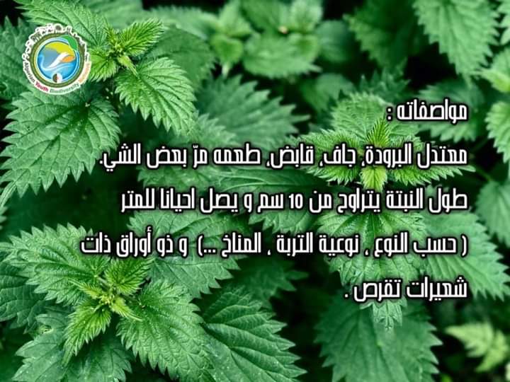 AlgeriaGybn's tweet photo. 🥀نبات  يحظى بتقدير خاص من قبل الأعشاب والمربين والمزارعين. 

🥀 يعتبر نبات القراص 
   (المعروف أيضًا باسم نبات القراص العظيم) نباتًا طبيًا يحتوي على ألف فضائل ،  يعمل  على  التمثيل الغذائي بالكامل ولديه موهبة إيقاظ أي عضو نائم.

  #أورتيكا_ديويكا
#gybn_algéria https://t.co/7Ga1yeHC0W