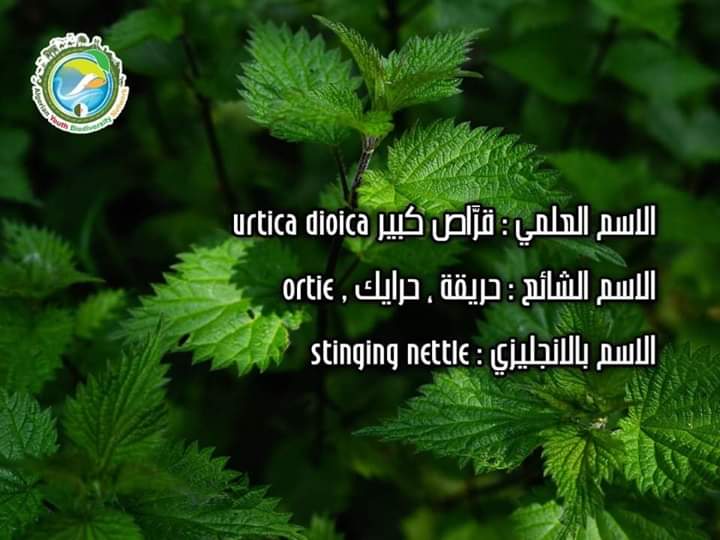 AlgeriaGybn's tweet photo. 🥀نبات  يحظى بتقدير خاص من قبل الأعشاب والمربين والمزارعين. 

🥀 يعتبر نبات القراص 
   (المعروف أيضًا باسم نبات القراص العظيم) نباتًا طبيًا يحتوي على ألف فضائل ،  يعمل  على  التمثيل الغذائي بالكامل ولديه موهبة إيقاظ أي عضو نائم.

  #أورتيكا_ديويكا
#gybn_algéria https://t.co/7Ga1yeHC0W