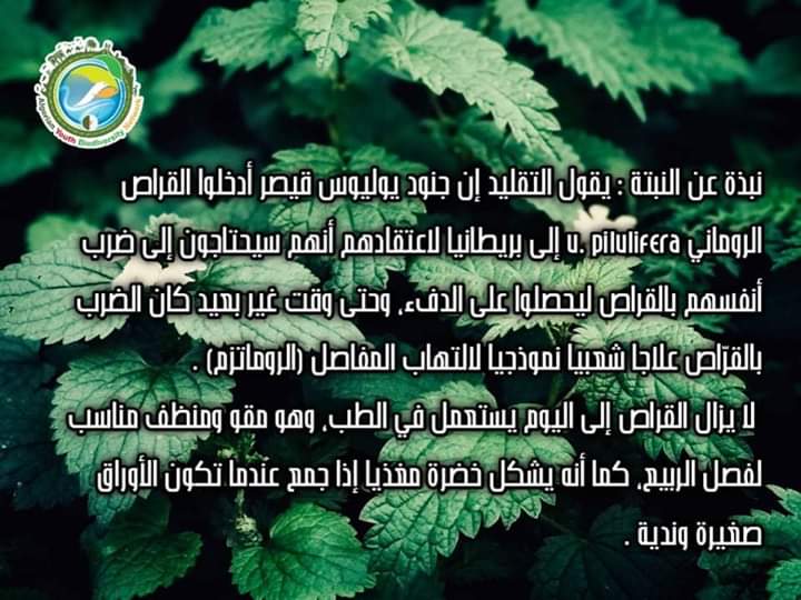 AlgeriaGybn's tweet photo. 🥀نبات  يحظى بتقدير خاص من قبل الأعشاب والمربين والمزارعين. 

🥀 يعتبر نبات القراص 
   (المعروف أيضًا باسم نبات القراص العظيم) نباتًا طبيًا يحتوي على ألف فضائل ،  يعمل  على  التمثيل الغذائي بالكامل ولديه موهبة إيقاظ أي عضو نائم.

  #أورتيكا_ديويكا
#gybn_algéria https://t.co/7Ga1yeHC0W