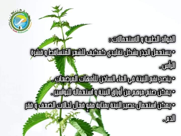 AlgeriaGybn's tweet photo. 🥀نبات  يحظى بتقدير خاص من قبل الأعشاب والمربين والمزارعين. 

🥀 يعتبر نبات القراص 
   (المعروف أيضًا باسم نبات القراص العظيم) نباتًا طبيًا يحتوي على ألف فضائل ،  يعمل  على  التمثيل الغذائي بالكامل ولديه موهبة إيقاظ أي عضو نائم.

  #أورتيكا_ديويكا
#gybn_algéria https://t.co/7Ga1yeHC0W