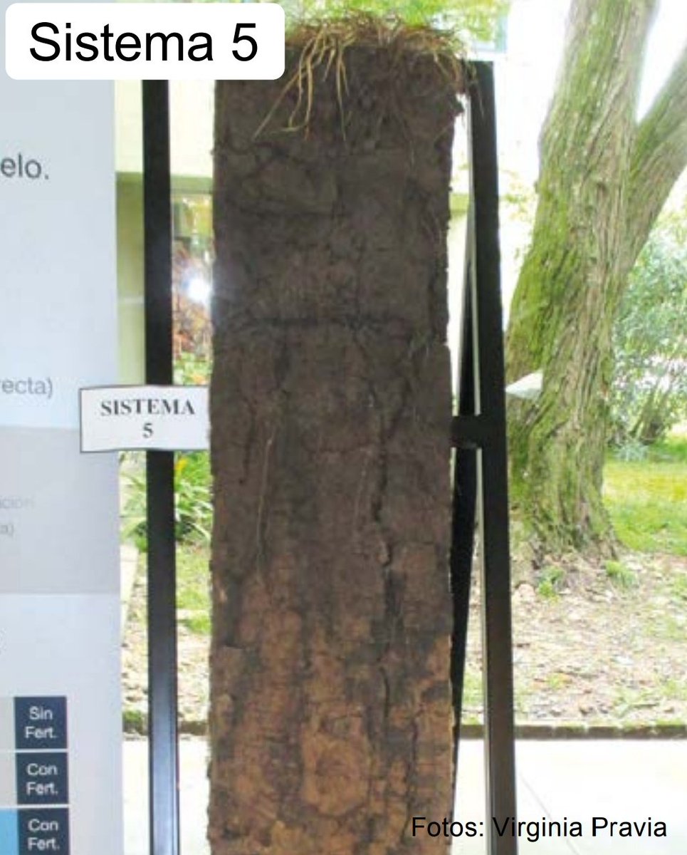 "El C orgánico de suelo tiende a incrementarse en sists pastoriles que adoptan prácticas de manejo que aumentan la productividad de las pasturas implantadas"
Sist 1: Agricultura continúa sin fertilizante
Sist 2: Igual con fert
Sist 5: 3 años agricultura + 3 pasturas
<a href="/INIA_UY/">INIA URUGUAY</a>