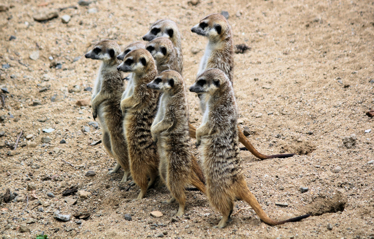 Price comparison isn't just for #Meerkats and opera singers. You can save money on #ParcelDelivery services by comparing prices from big brand couriers with #ParcelMonkey. bit.ly/2nbMy1l 
#compareprices #cheapshipping #courierservice #internationalcourier