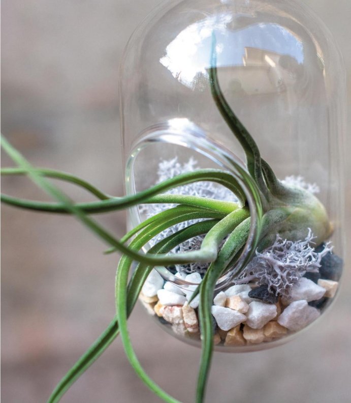 DecoDiscover's tweet photo. Plantas de aire (SIN TIERRA)
¡Si añades el código DECODISCOVER en tu compra, obtendrás un 5% de descuento!
#plantas #plantasdeaire #plantassintierra #plants #airplants #garden #jardin
Más info LINK EN LA BIO https://t.co/iXoW9bfFNS https://t.co/vexOSITiVr