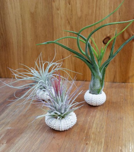 DecoDiscover's tweet photo. Plantas de aire (SIN TIERRA)
¡Si añades el código DECODISCOVER en tu compra, obtendrás un 5% de descuento!
#plantas #plantasdeaire #plantassintierra #plants #airplants #garden #jardin
Más info LINK EN LA BIO https://t.co/iXoW9bfFNS https://t.co/vexOSITiVr