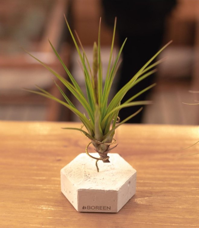 DecoDiscover's tweet photo. Plantas de aire (SIN TIERRA)
¡Si añades el código DECODISCOVER en tu compra, obtendrás un 5% de descuento!
#plantas #plantasdeaire #plantassintierra #plants #airplants #garden #jardin
Más info LINK EN LA BIO https://t.co/iXoW9bfFNS https://t.co/vexOSITiVr