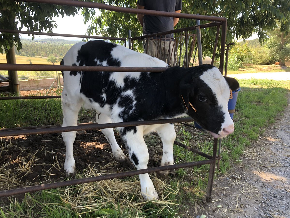 Formatges de Pagès!! 
Comencem treballant la terra 🌾, el ramat 🐄 I finalment el formatge 🧀!!
#formatgesdepagès #formatgesdepastor #formatgesartesans #formatgescatalans #lluçanès
