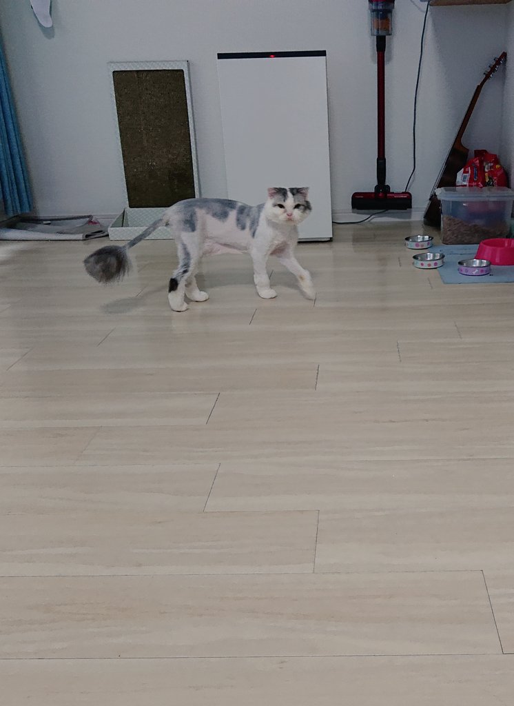 しょこら 麦チョコ メメ もちとらサマーカット