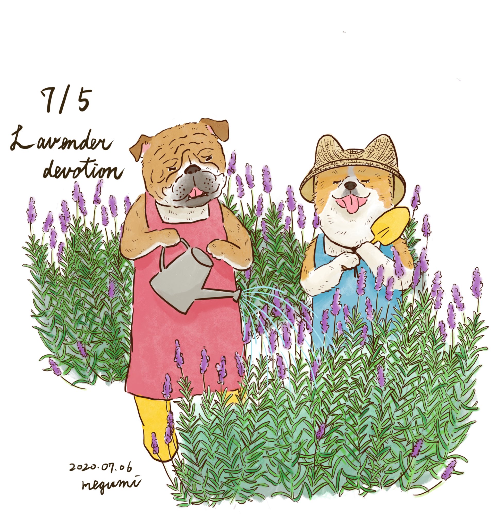 Twitter 上的 石川 恵 いしかわめぐみ クリエポm 13 お花のお世話をするブルドッグとあんまり役に立ってないコーギー 7 6の誕生花 はラベンダーです 花言葉は献身的な愛 動物イラスト 花イラスト 絵本 挿絵 可愛いイラスト イラストレーター カット 犬