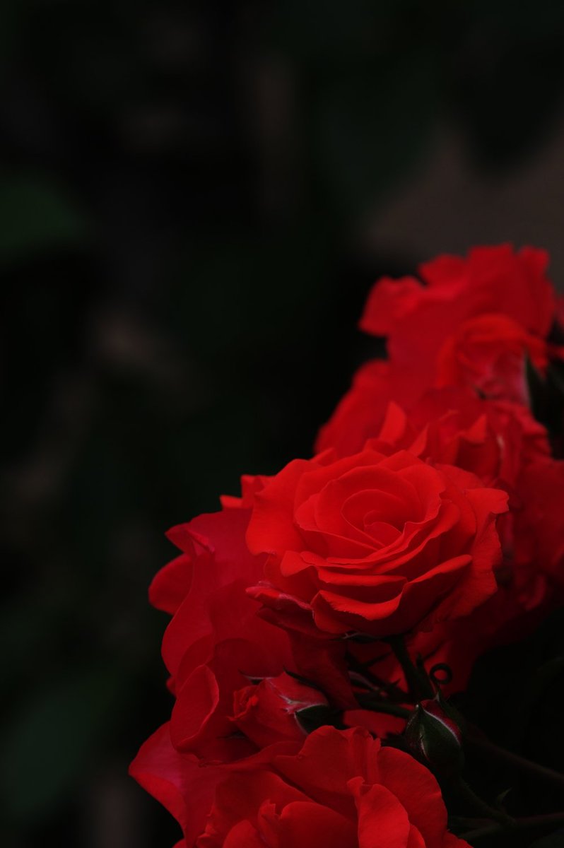 fat_murano's tweet photo. #PENTAX #KP / smc PENTAX FA*300mmF4.5ED[IF]
#バラ #rose #photography #こんばんは #goodevening #roseinthedark #縦写真 https://t.co/iArwUoT3PK