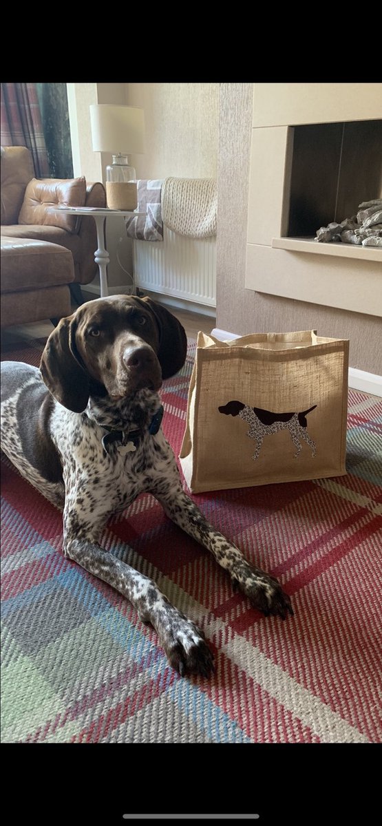 dorkingcorrie's tweet photo. Monday again and in case you all need a treat to start the week with here's gorgeous Gus the GSP with his matching bag #GSP #GermanShorthairedPointer 
Thanks for the photo Liz 😀🐶 https://t.co/dx7EZlsCQh