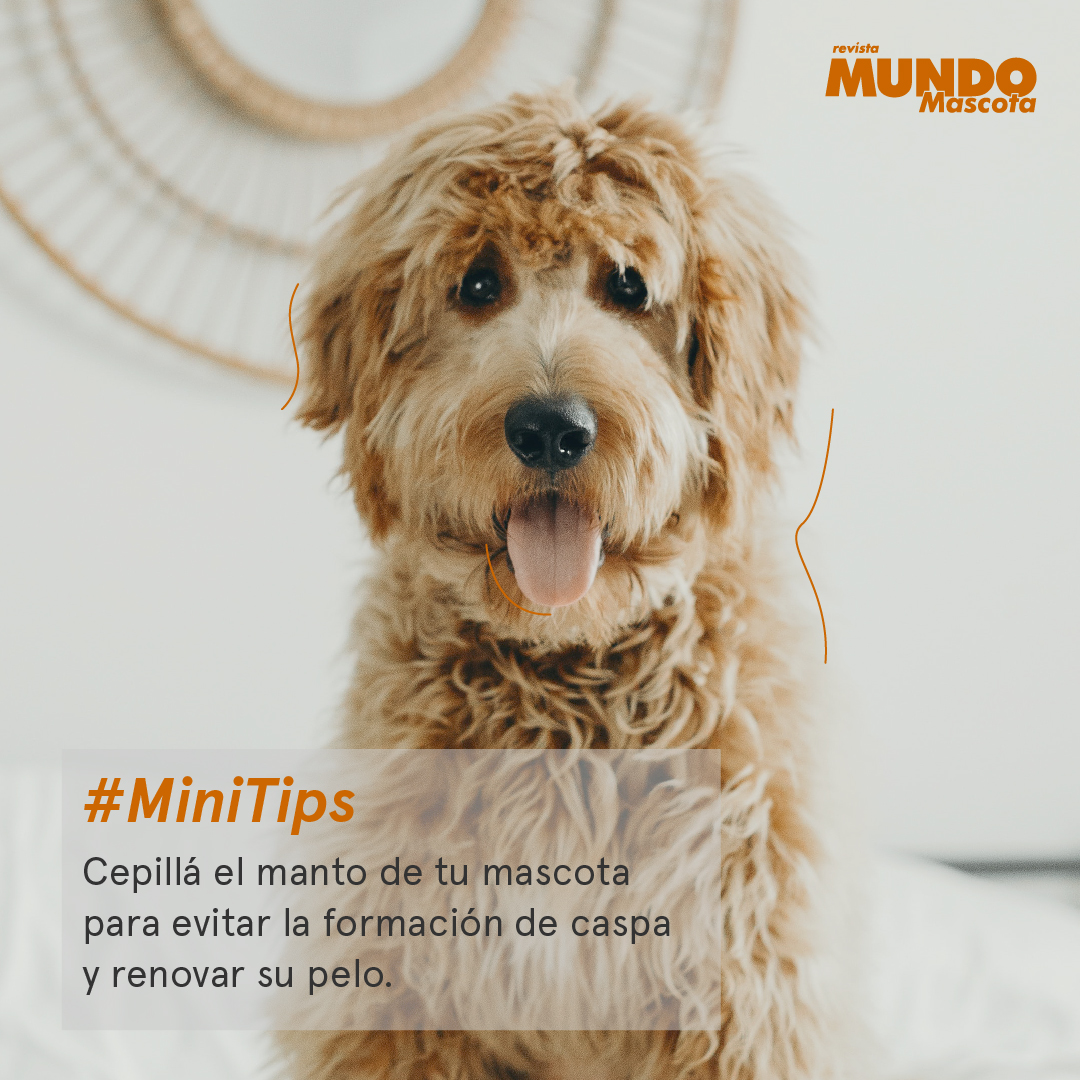MundoMascota4's tweet image. #MiniTips 🐾
Cepillar el manto de tu mascota tiene muchos beneficios 🙀 ¡No dejes de hacerlo regularmente!