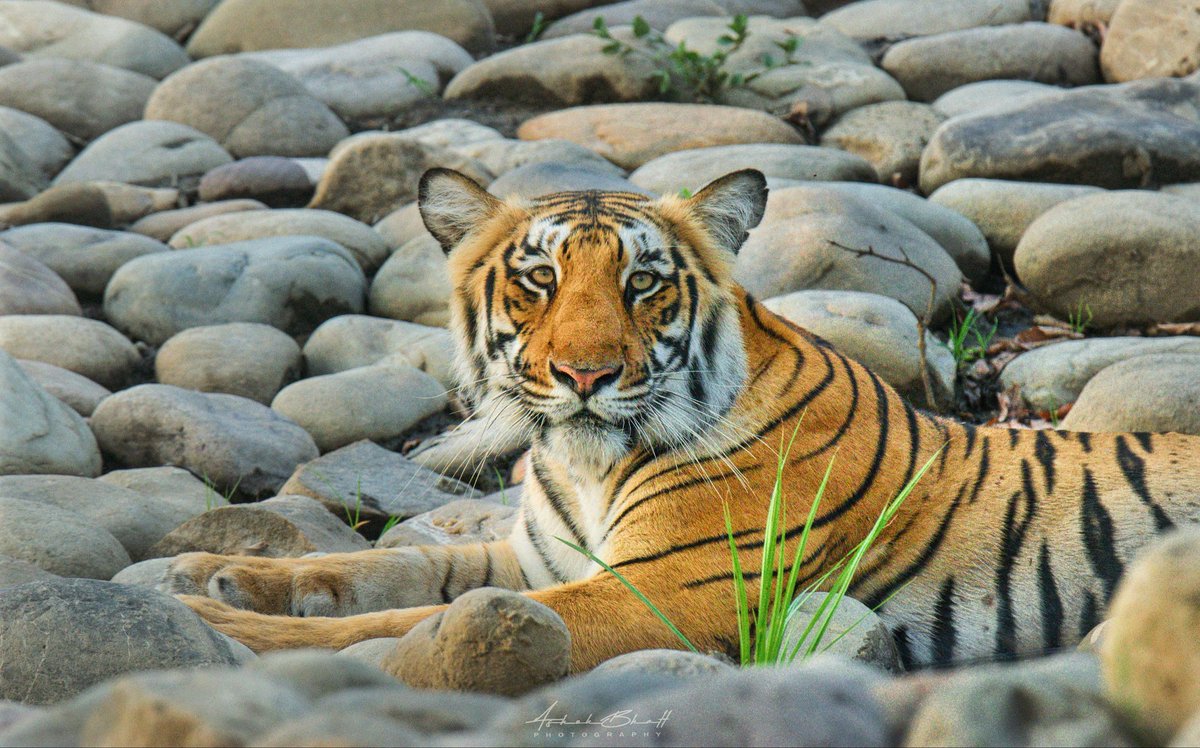 park_corbett's tweet photo. The King
Book your safari with us get best deals guaranteed.
#safari #safariindia #Corbettnationalpark #corbett #jeepsafaritour #jeepsafari #jungle #tigersafari #tigerarea🐅 #tiger #wildlifephotography #wildindia #Junglesafari #gamedrive #Bijranisafari https://t.co/99k1RzkDEj