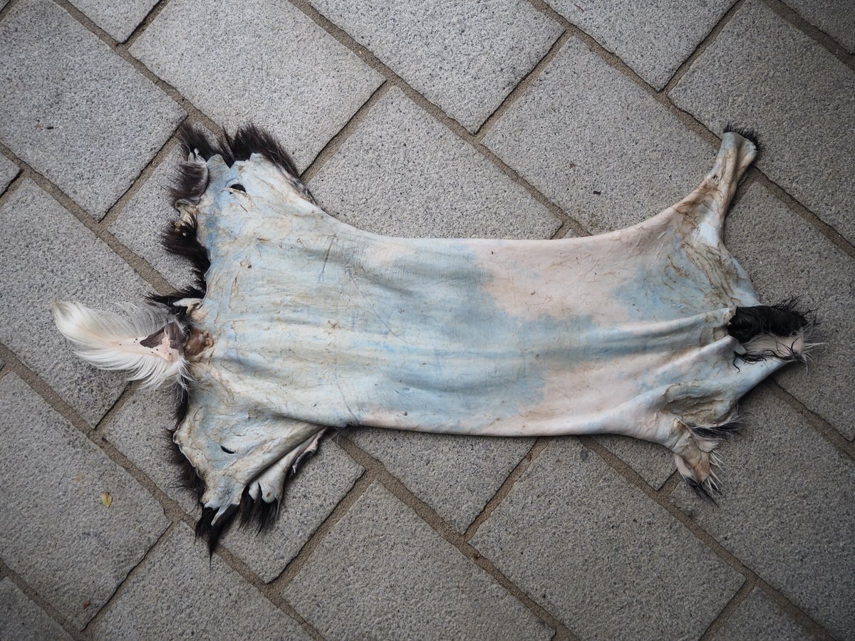living_archaeo's tweet photo. (ad 2/5) Look at that beautifully cleaned skin! #reconstructivearchaeology #fleshing #tanning https://t.co/6p79EJ0d7Y