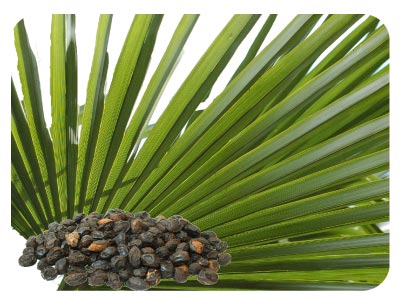 palmettoextract's tweet photo. If you are on the lookout for the best international #sawpalmetto extract supplier, EverforEver BioTech could be an excellent option for you. https://t.co/Wbb8SKWQXh
#luteolinsupplier
#saw
#palmetto https://t.co/G4c8R2XAxG