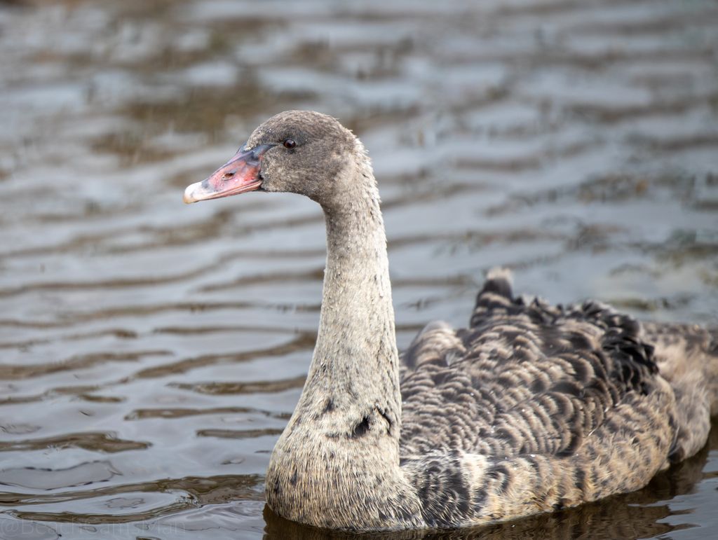 CoastCams247's tweet photo. I have a few days in Dawlish Warren and these grow tremendously. 😯
#visitdawlish #swanlovers #swan #swans #swanqueen #swanlake #birdlovers #swanlife #wildswans #swansong #swansongs #cygnets #nativebirds #waterbird #blackswan #cygnetsofinstagram #swansofinstagram https://t.co/dar4gWCZRj