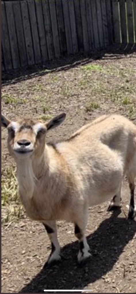 @Goat_Vs かおがいいとおもいました 