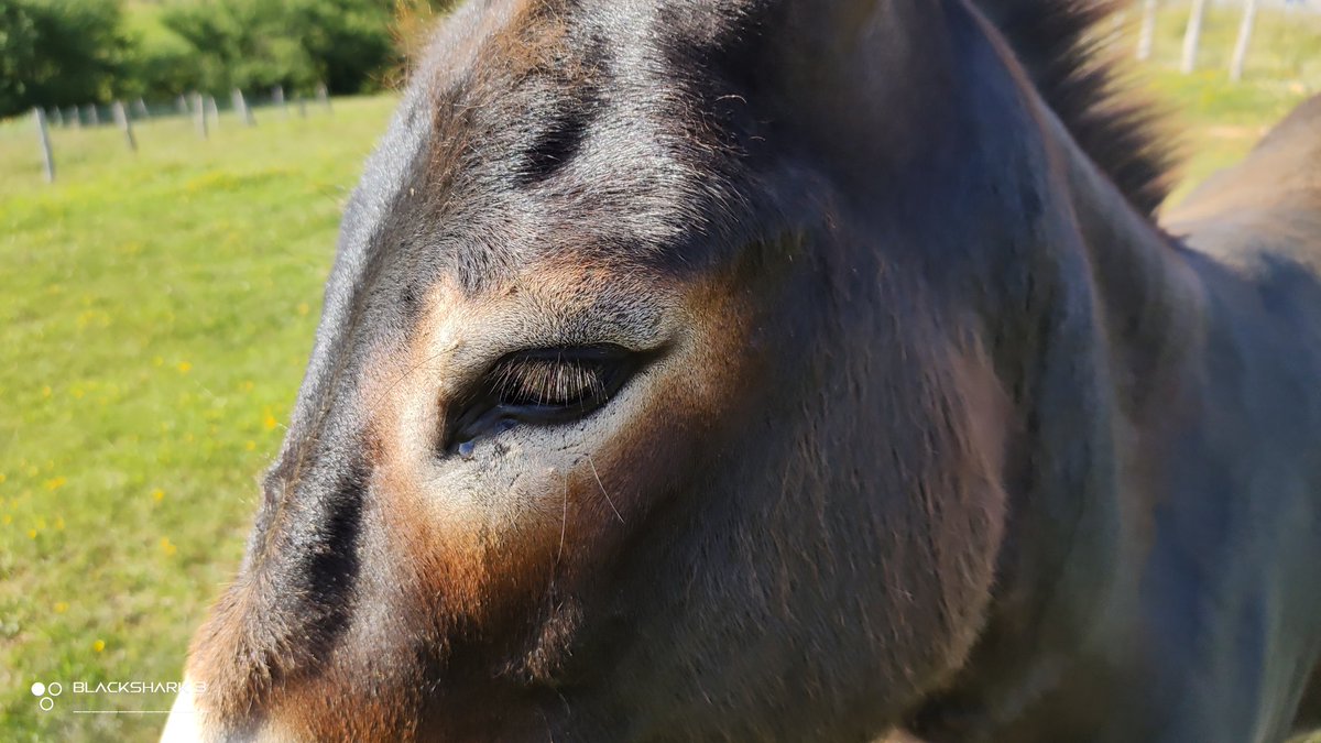 hellforo's tweet photo. ¡Un burrín! Que aburrido debía estar el pobre, le dimos unos mimos🍀🌱
#donkey #burro #sunny #forest #meadows #mountain #walk #oak #roble #chestnut #castaño #maple #arce #holly #acebo #walnut #nogal #fern #bramble #mudpath #summer #nature #shot #nofilter #shotonmyblackshark3 https://t.co/0VQXvtHyWV
