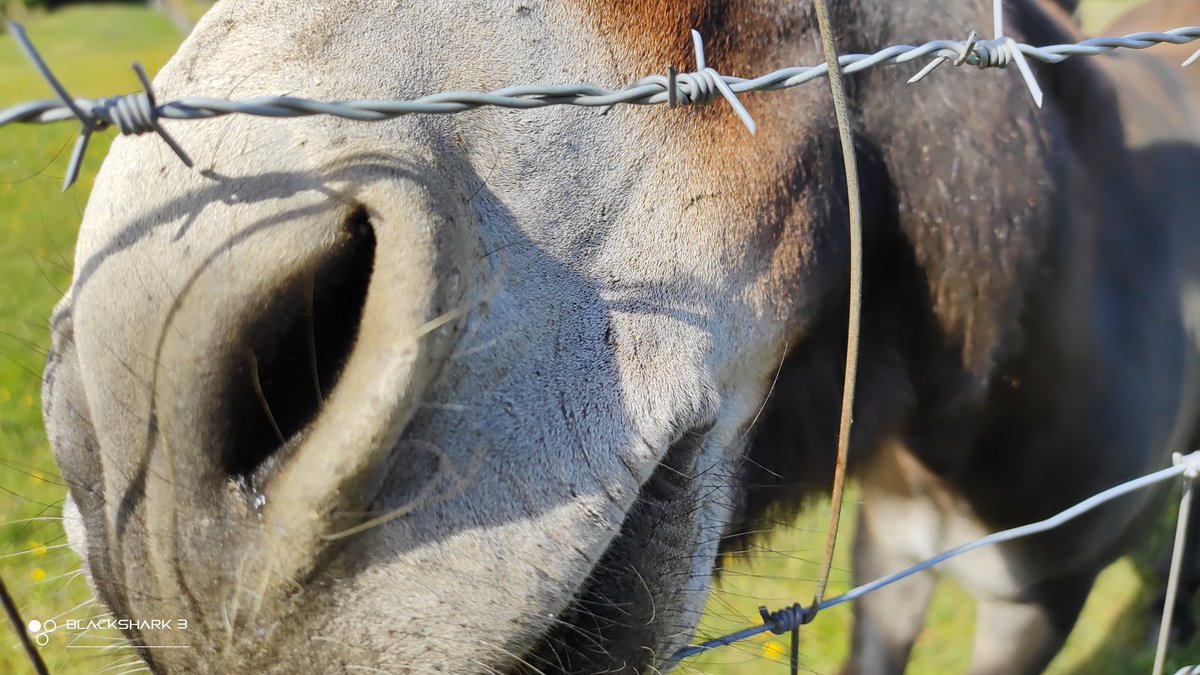 hellforo's tweet photo. ¡Un burrín! Que aburrido debía estar el pobre, le dimos unos mimos🍀🌱
#donkey #burro #sunny #forest #meadows #mountain #walk #oak #roble #chestnut #castaño #maple #arce #holly #acebo #walnut #nogal #fern #bramble #mudpath #summer #nature #shot #nofilter #shotonmyblackshark3 https://t.co/0VQXvtHyWV