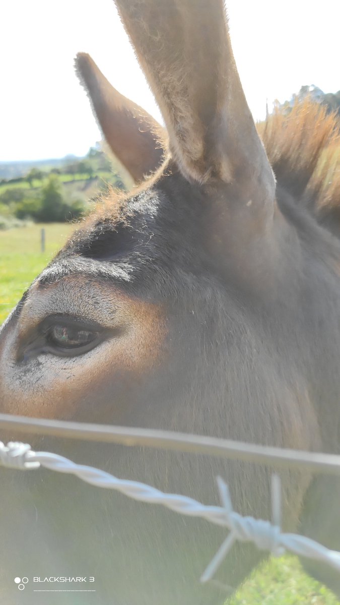 hellforo's tweet photo. ¡Un burrín! Que aburrido debía estar el pobre, le dimos unos mimos🍀🌱
#donkey #burro #sunny #forest #meadows #mountain #walk #oak #roble #chestnut #castaño #maple #arce #holly #acebo #walnut #nogal #fern #bramble #mudpath #summer #nature #shot #nofilter #shotonmyblackshark3 https://t.co/lTkSnNVovV