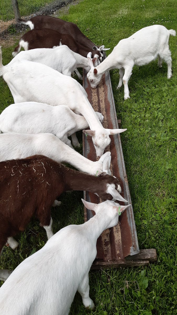 Anna_Dairy's tweet photo. Future Milkers 🥰 #goats #farming https://t.co/ImIVXOxk9i