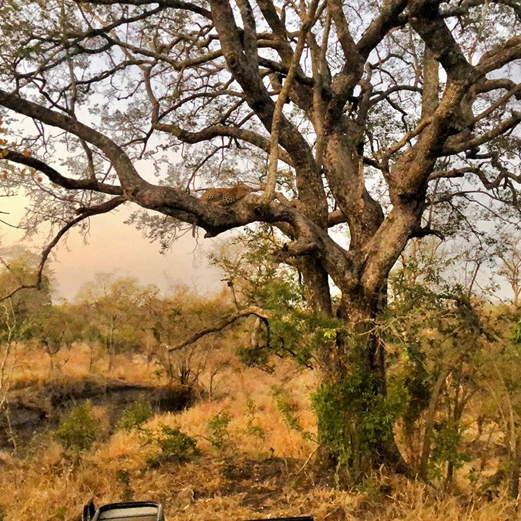 TreesforCities's tweet photo. We loved your entries in our weekly #TFCsnaps photo challenge! The photo prompt was *wildlife and trees* - have a look at the best pics here: https://t.co/Ix9AssesGX
Keep your eyes peeled for our next photo prompt, released every Tuesday! π https://t.co/fKGUMrou4e