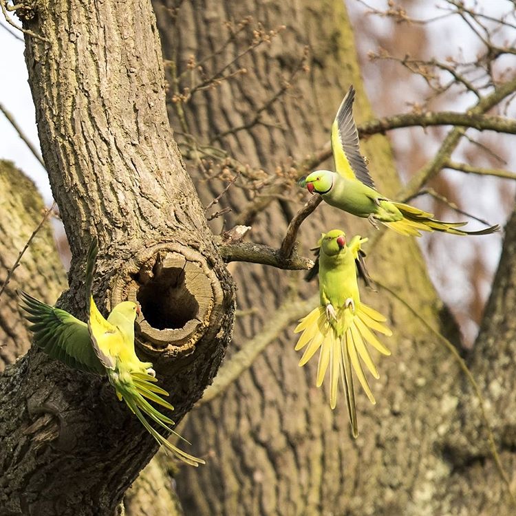 TreesforCities's tweet photo. We loved your entries in our weekly #TFCsnaps photo challenge! The photo prompt was *wildlife and trees* - have a look at the best pics here: https://t.co/Ix9AssesGX
Keep your eyes peeled for our next photo prompt, released every Tuesday! π https://t.co/fKGUMrou4e