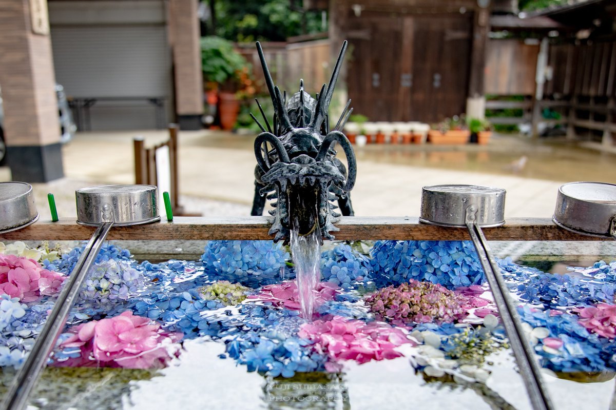 Yuji Shibasaki Photo 川越八幡宮の花手水 近所にも紫陽花の花手水がありました 川越