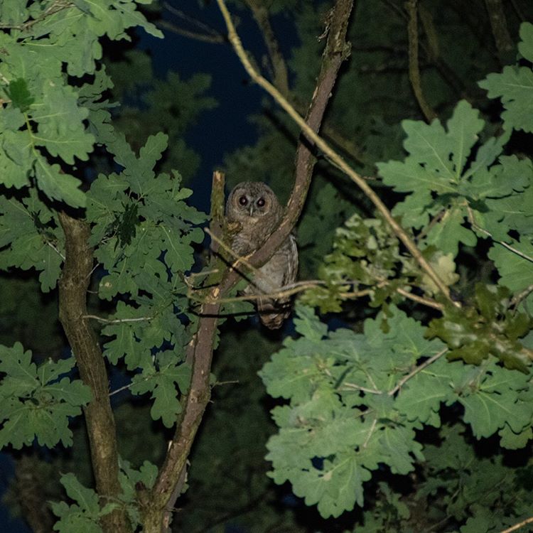 TreesforCities's tweet photo. We loved your entries in our weekly #TFCsnaps photo challenge! The photo prompt was *wildlife and trees* - have a look at the best pics here: https://t.co/Ix9AssesGX
Keep your eyes peeled for our next photo prompt, released every Tuesday! π https://t.co/fKGUMrou4e