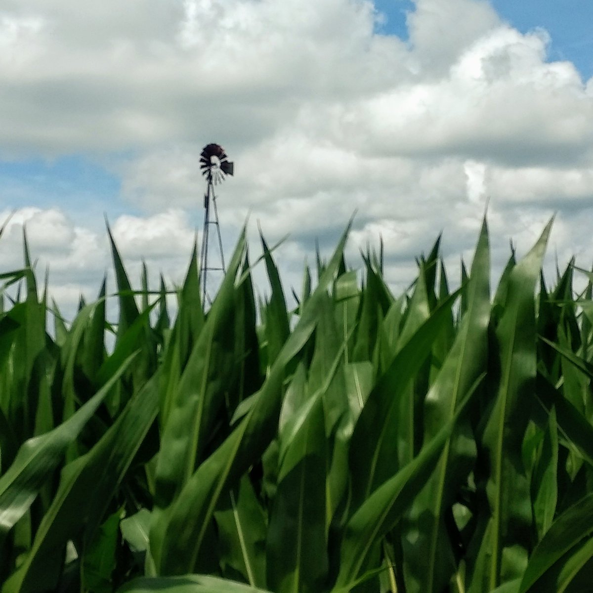 WKevinNelson's tweet photo. Good morning! 🌞🌽
#todayisagift #everydaysablessing #thankfuleveryday #july #corn #cloudscapes #bluesky #windmillsofinstagram #ruralroadsides #androidographer #roadsidesofillinois #midwestcaptures #midwestmoment https://t.co/k9JTg4BDuD