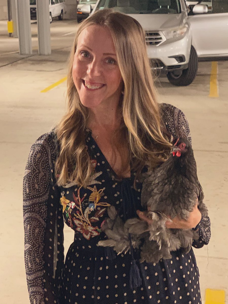 Martina Murphy, MD (@drmmurphy) on Twitter photo You know that feeling when you park at work & as you’re locking up your car, turn around to see one of your chickens running through the faculty lot? Yea - me neither....until this morning! This wacky lady hitched a ride somehow with me this AM 😂 Can’t make this stuff up! You know that feeling when you park at work & as you’re locking up your car, turn around to see one of your chickens running through the faculty lot? Yea - me neither....until this morning! This wacky lady hitched a ride somehow with me this AM 😂 Can’t make this stuff up!