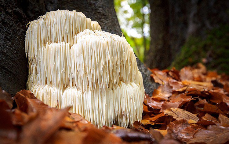 The #1 Supplement I'd Take While Microdosing is...Lions Mane aka. the mushroom of memory.Lion’s mane & psychedelics stack together to optimize your microdose.For me that meant less fear, less anxiety, more confidence & an overall positive experience with MD.YMMV
