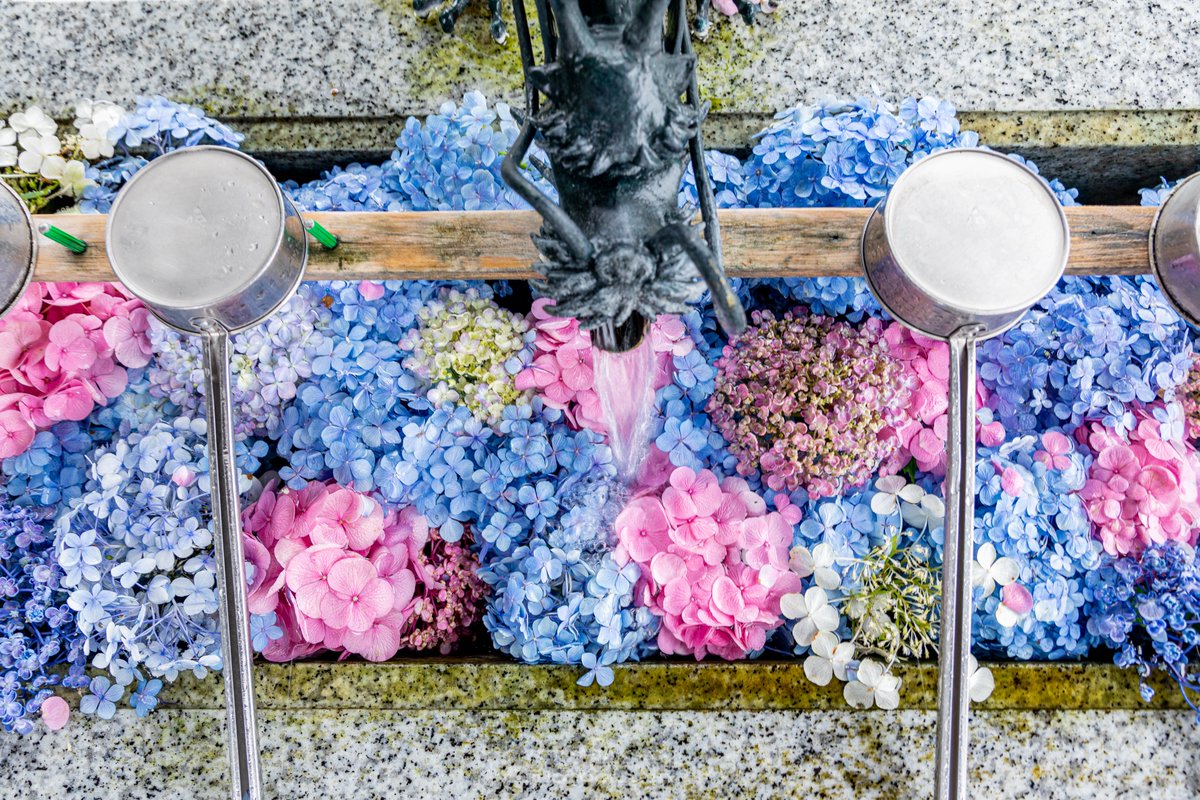 Yuji Shibasaki Photo 川越八幡宮の花手水 近所にも紫陽花の花手水がありました 川越 T Co 6hhtznfs7s Twitter Yuji Shibasaki Photo 川越八幡宮の花手水 近所にも紫陽花の花手水がありました 川越 T Co 6hhtznfs7s Twitter